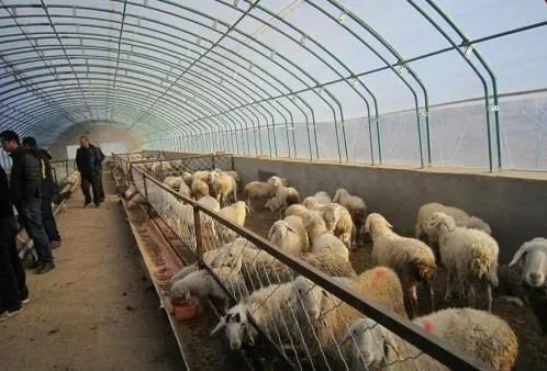 肉羊养殖常见病症治疗方法