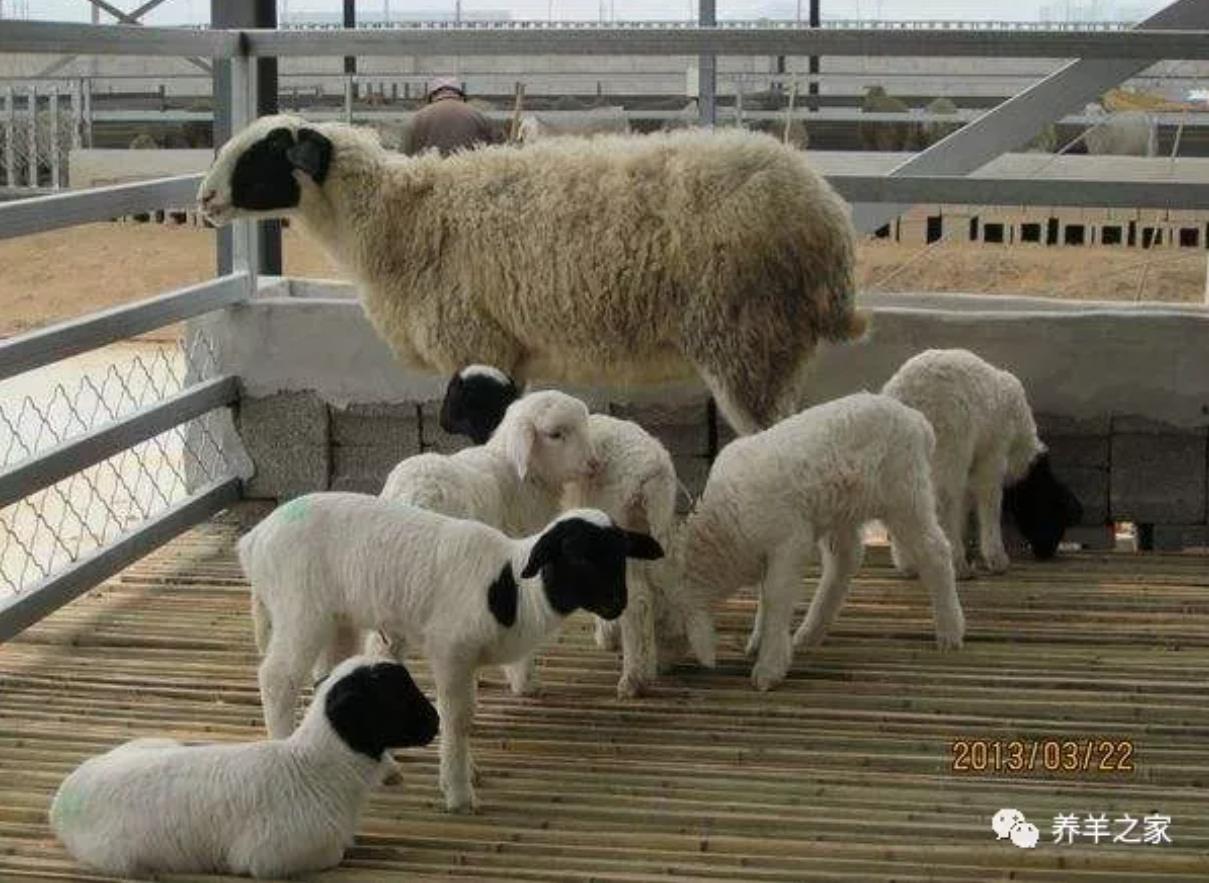 繁殖母羊“三高率”的科学饲养方法