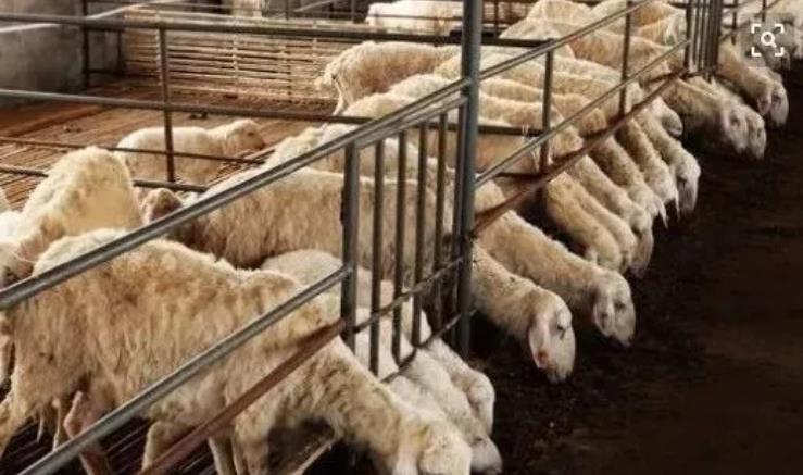 冬季养羊一定要注意这五个要点