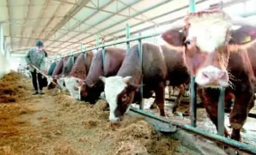 一招解决牛的食欲差！