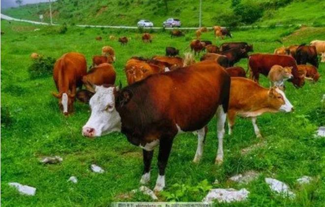 秋季到来，牛羊的这两种寄生虫发病频繁、危害大