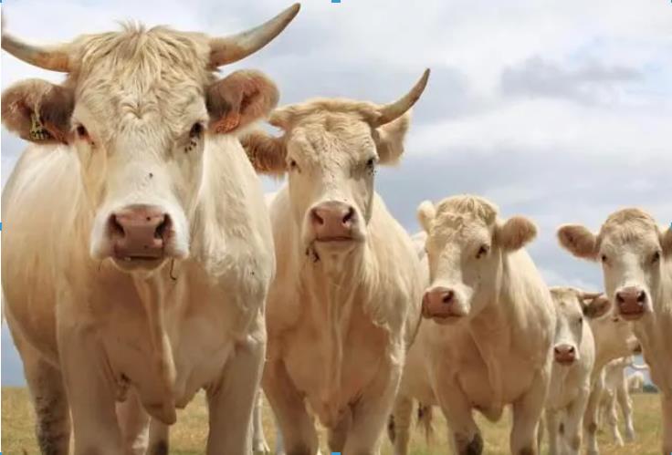 养牛九不喂，喂了必后悔！