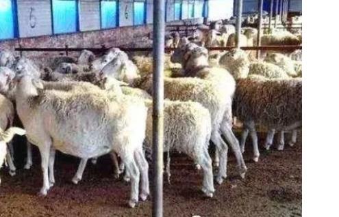 养羊注意10个管用小技巧，全是干货！