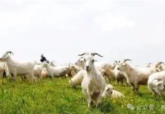 养羊要走出多喂原粮的误区？