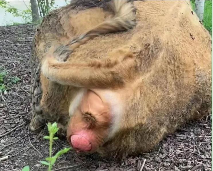 母牛掉球怎么回事？掉球怎么治疗？养牛人要注意！