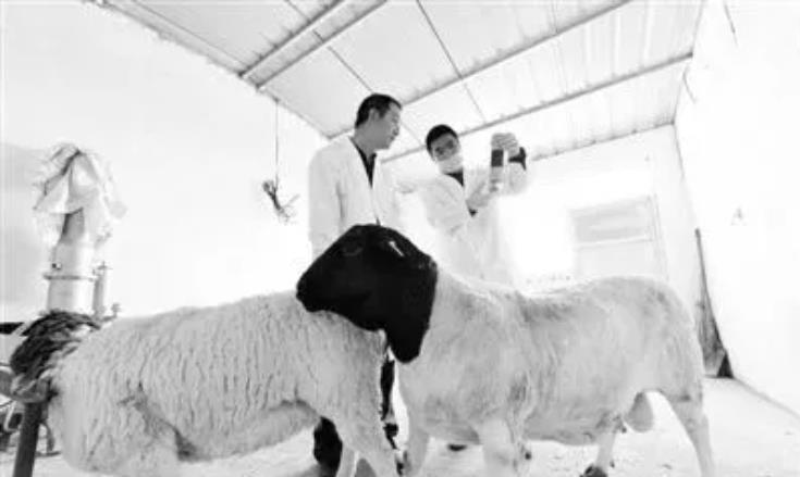 学会羊人工授精，轻松多赚一倍！