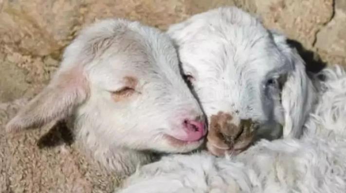 冬季母羊保胎要点！