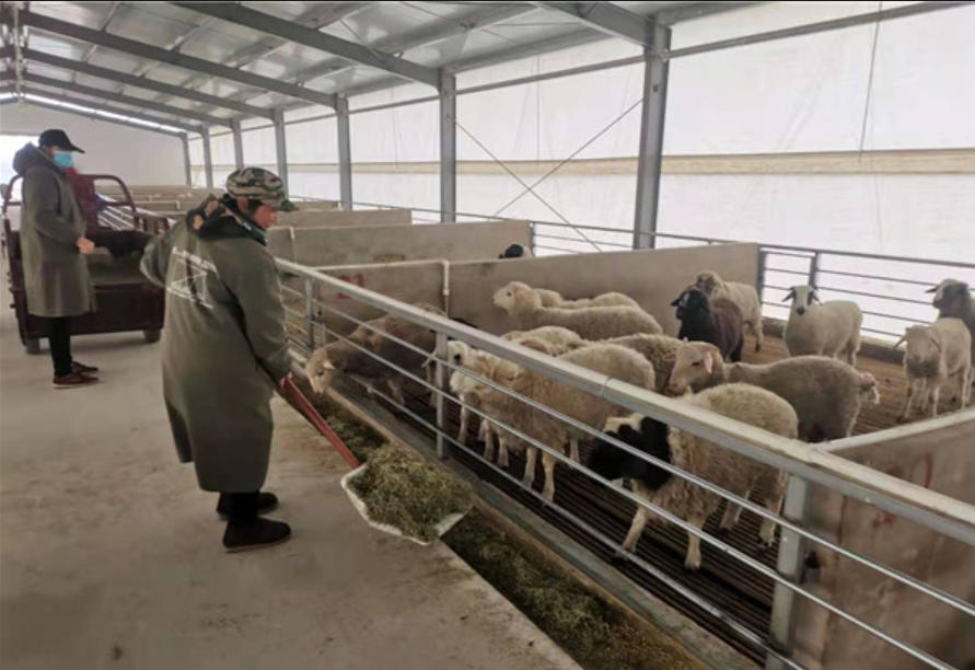 老兽医用了一辈子的给羊驱虫秘方