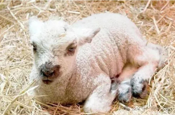 新生羔羊呼吸窘迫综合征如何急救