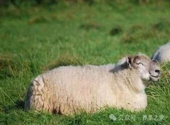 2-5天死亡？这是什么病：羊不吃、发烧、呼吸加快？