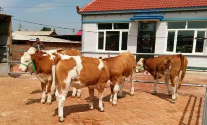 全是知识点！养母牛需要知识的事！