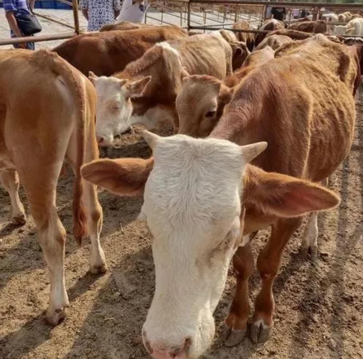 冬天牛总是干咳，是什么原因，怎么治疗呢