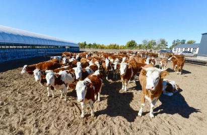 今年肉牛养殖，26条补贴政策必读！