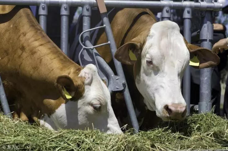 养殖基础母牛，冬季如何给料？