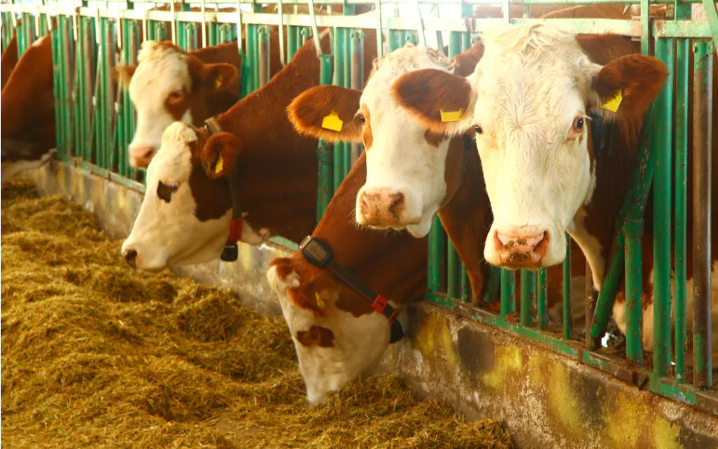 玉米喂牛怎么能达到最好的效果？