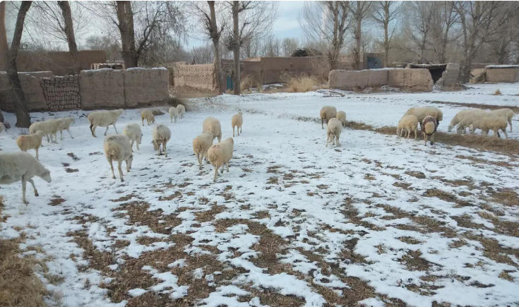 农村俗语“山羊怕交九，绵羊怕打春”，原来背后隐藏的深意是这样