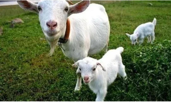 养羊常用土偏方！小东西解决大问题