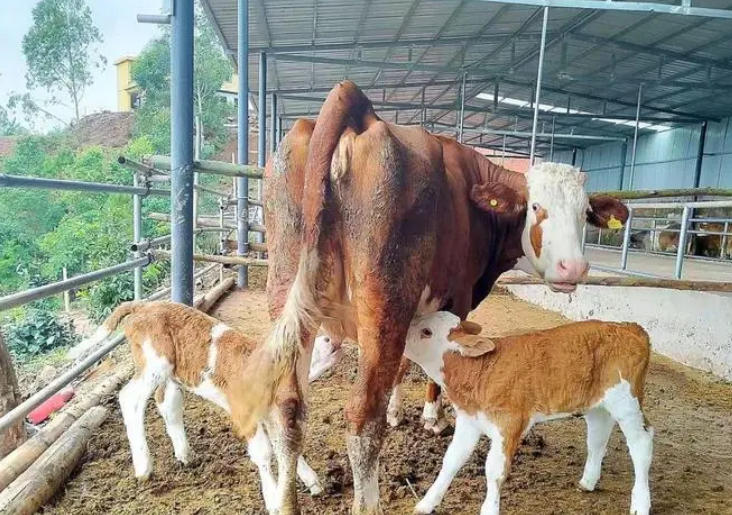 母牛生双犊学会这三招