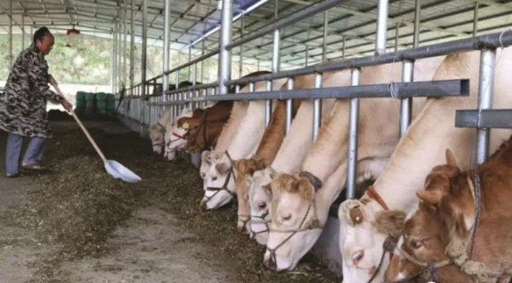 这样喂牛，节省20%成本，而且牛卖的价格高！