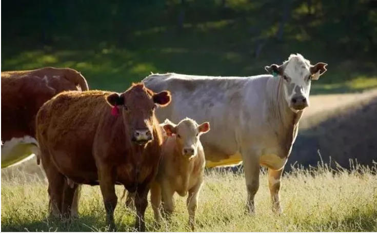 牛的皮毛不好看，缺乏光泽？喂不肥怎么办？