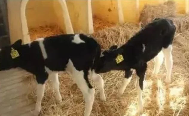 防治犊牛腹泻的高招，很详细、非常有效！