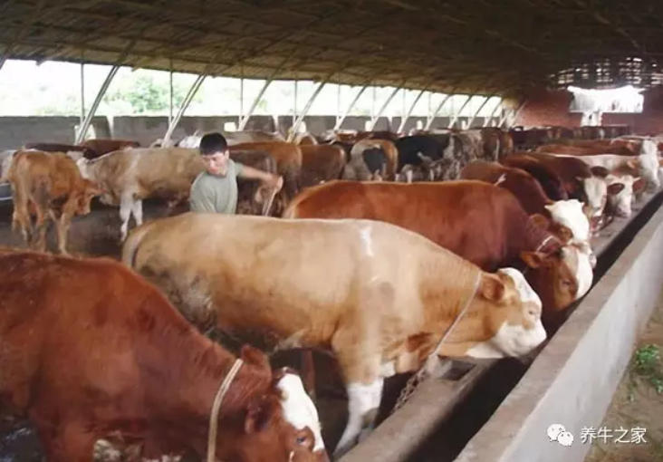 牛羊粪便里有未消化的饲料，过料原因在哪？