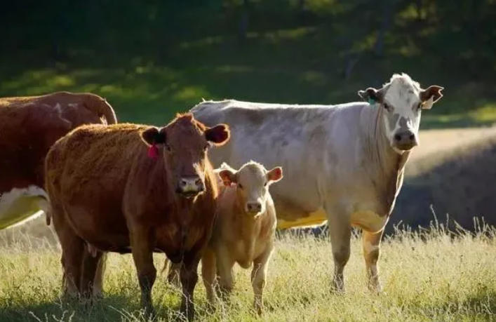 牛的皮毛不好看，缺乏光泽？喂不肥怎么办？