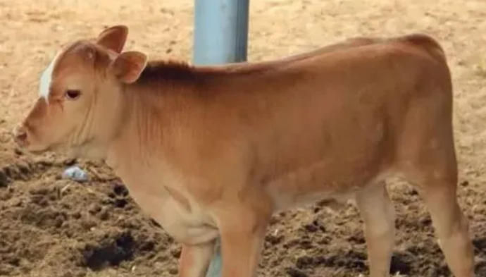 防治犊牛腹泻的高招，很详细、非常有效！​