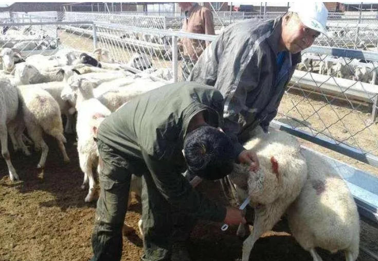 五分钟参照以下10个方法学会判断羊病！！