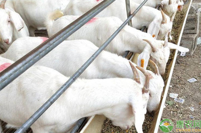 羊的预混料真的非用不可吗？