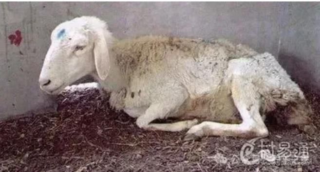 科学高效防治羊病，牢记这些养羊经验，你离成功不远了！