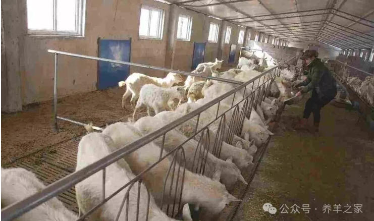 羊为什么爱生病？归结一个字“懒”