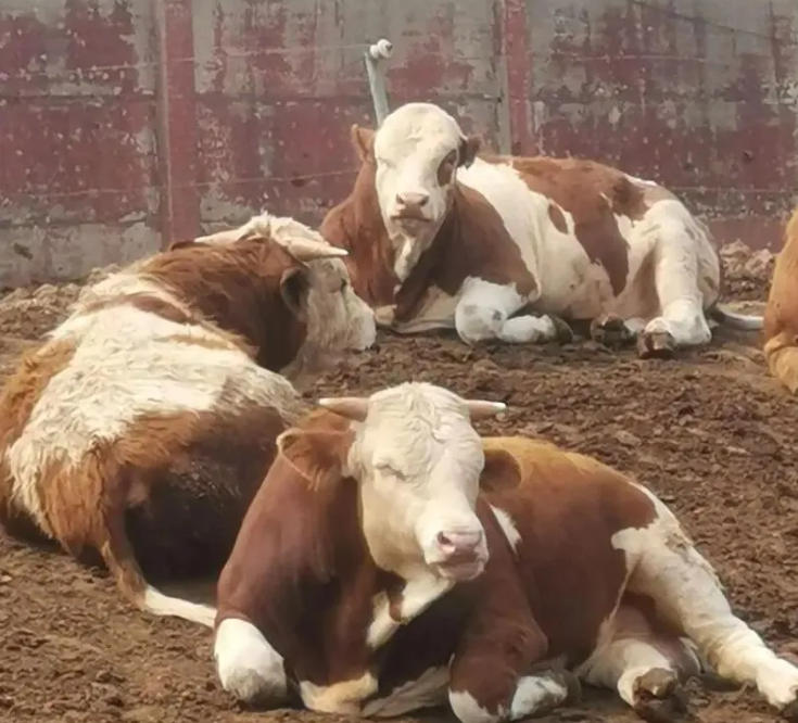 奇效！！！食醋治牛病七法！