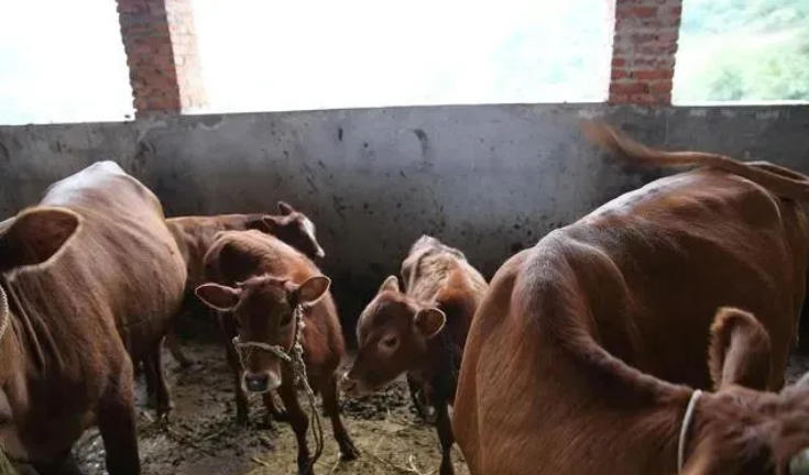 一年育肥牛，三年繁殖母牛，五年自繁自育