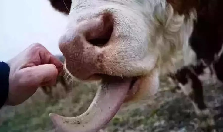 牛为什么老是玩舌头？