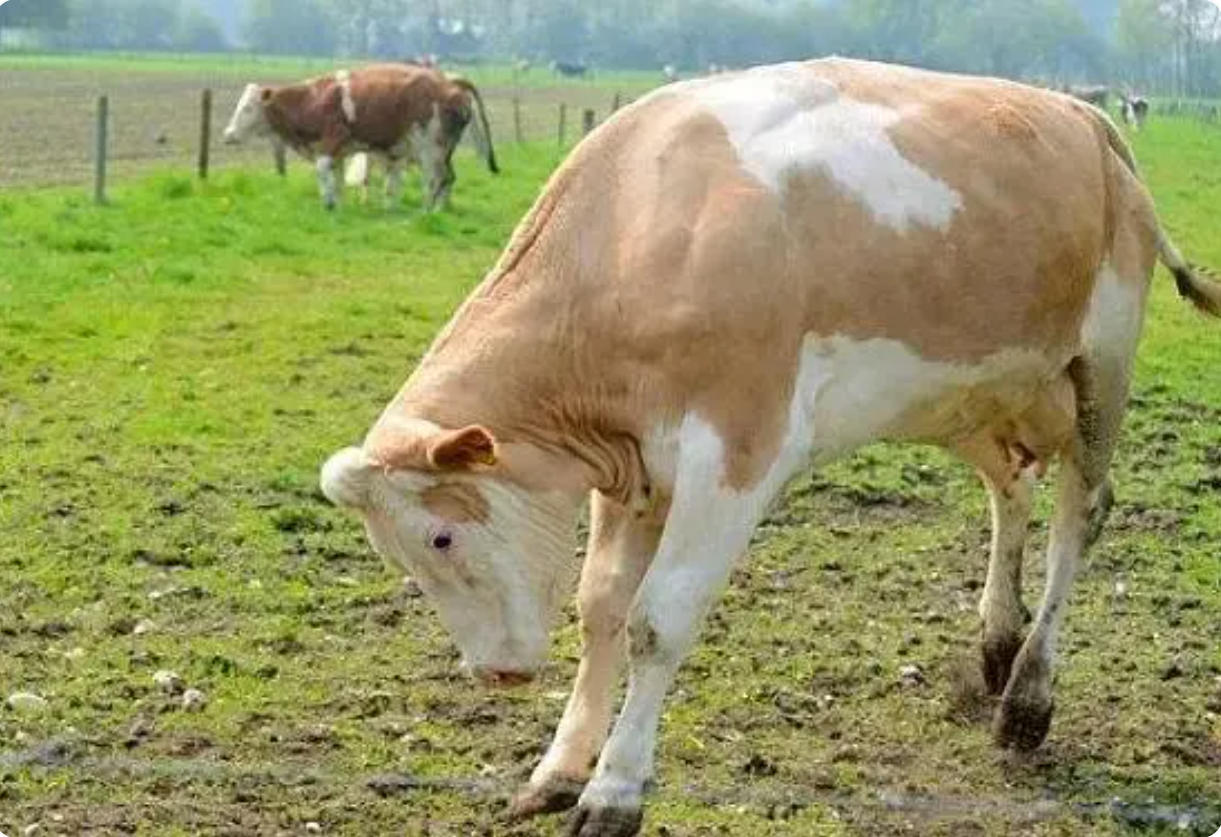 二椅子牛是怎么形成的？怎么能看出？看完你就知道了