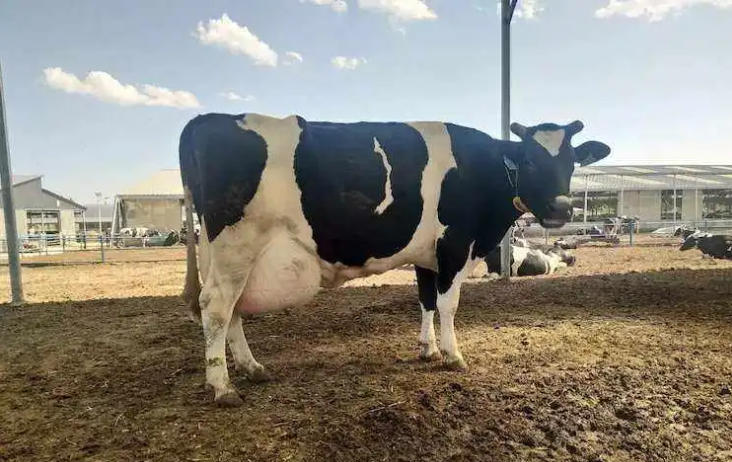 养牛顺口溜，句句经典，能编出来绝不是一般人！