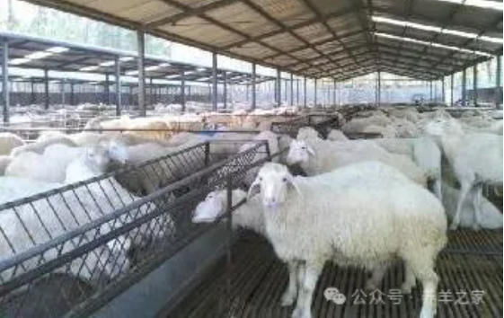 养羊必备8大药品，防病、消毒、冶疗，全靠它