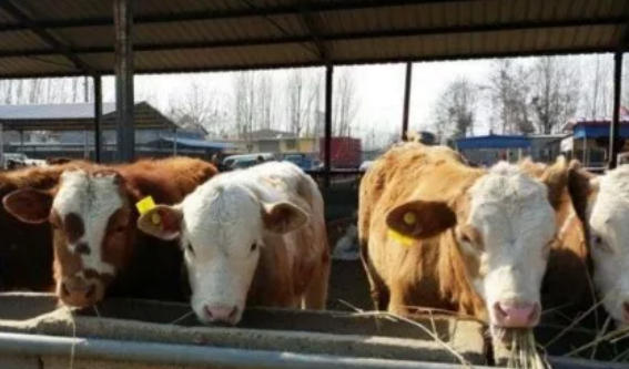 小牛犊饲喂什么，都长不快的原因！！