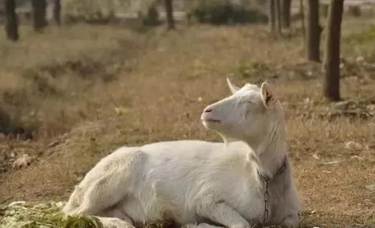 羊突发肠毒血症，养羊高手仅用几块钱将其治好！