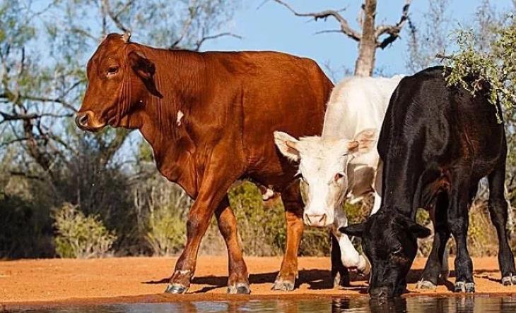 把这三种牛病预防好了，牛病就算控制90％了