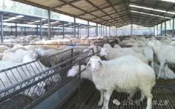 养羊必备8大药品，防病、消毒、冶疗，全靠它