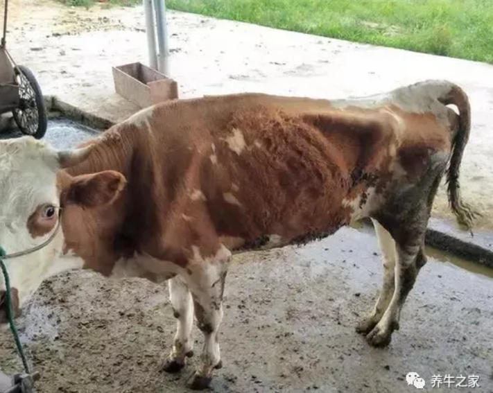 驱虫药给牛犊打多了会怎么样？我们应该怎么办呢？养牛人一定了了解！