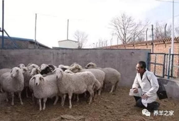 羊发烧了怎么办？羊发烧有哪些原因？如何给羊退烧
