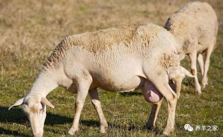 母羊怀不上是什么原因？母羊屡配不孕如何治疗？