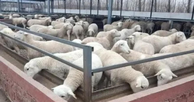 羊圈挂一物，疾病都让路