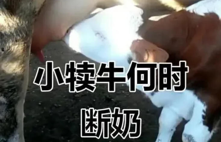 牛犊断奶时间早晚对母牛影响