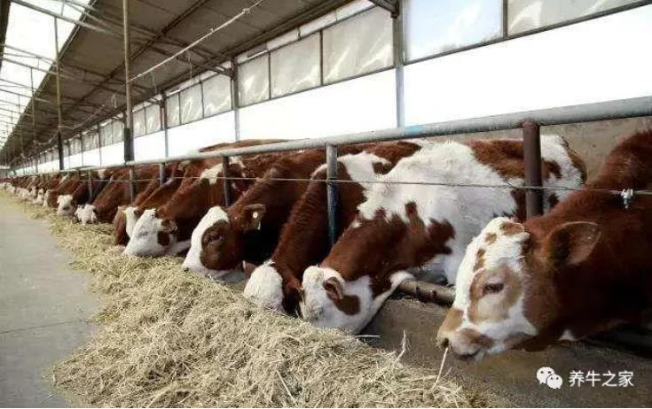 掌握这10点，犊牛拉大骨架！长膘长肉！快速育肥！