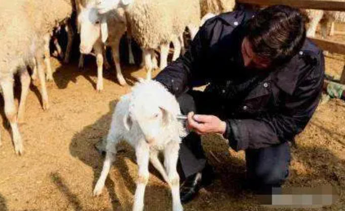 春季疫苗打到位，全年养羊不受累（7种必打疫苗）