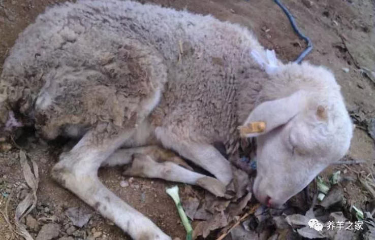30个治羊病民间偏方，一般小病都能搞定！收藏吧！